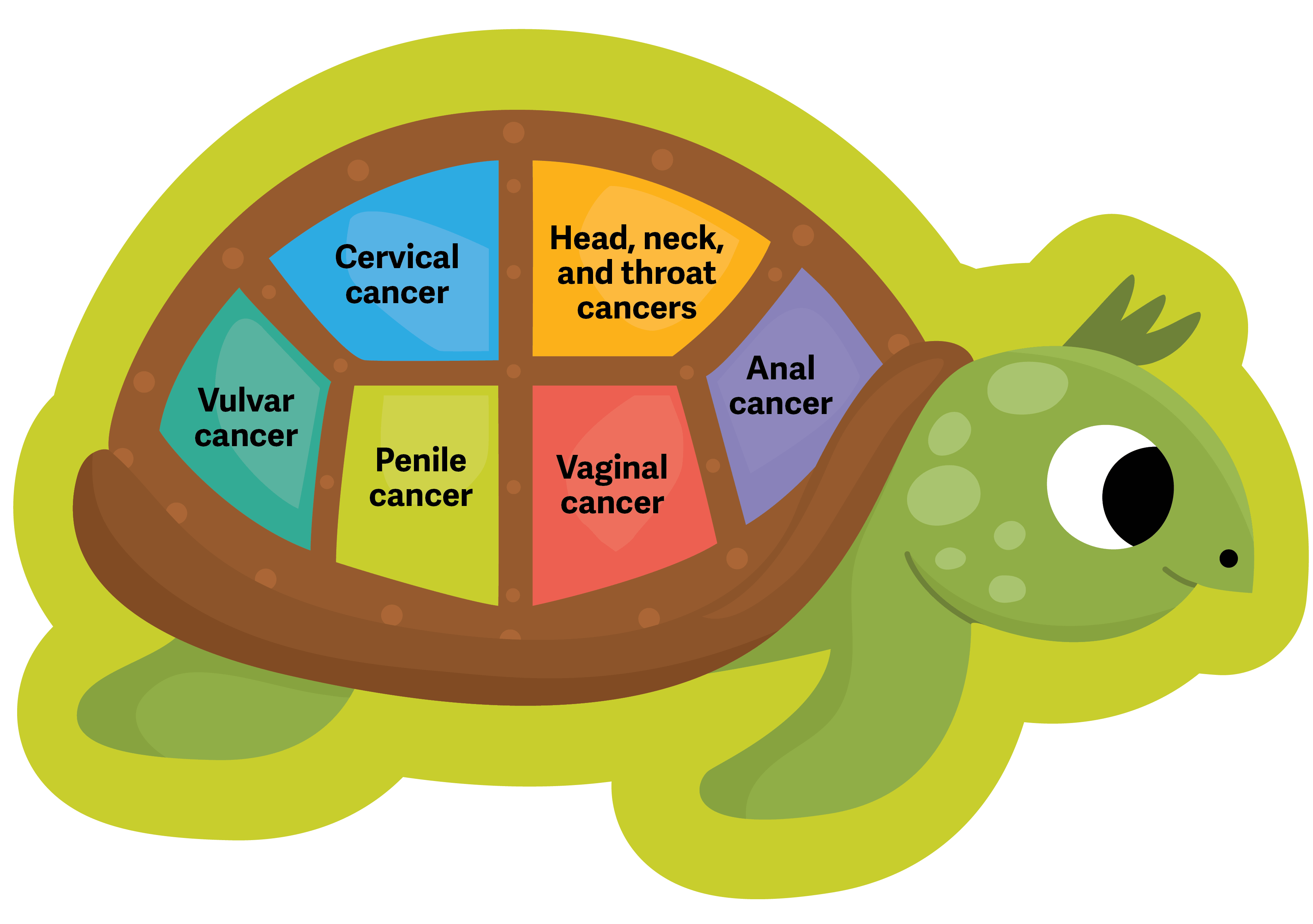 A turtle illustration identifying six types of HPV-related cancer
